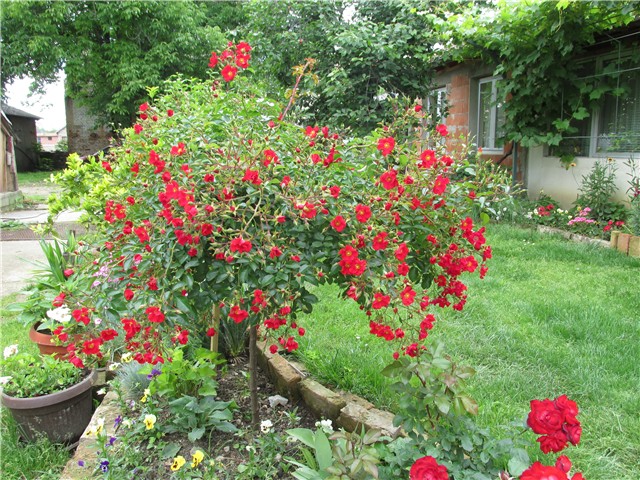 ruža pendula